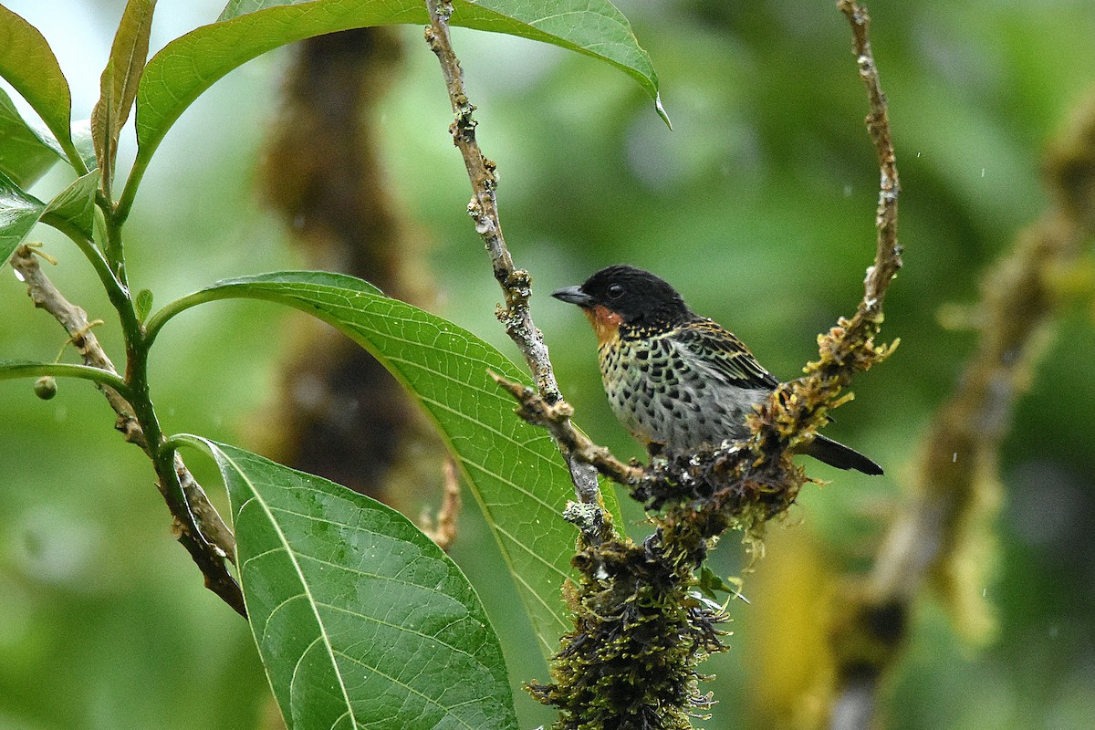 Rufous-throated Tanager - ML644666949