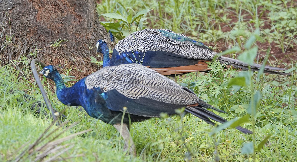 Pavone - ML644666952