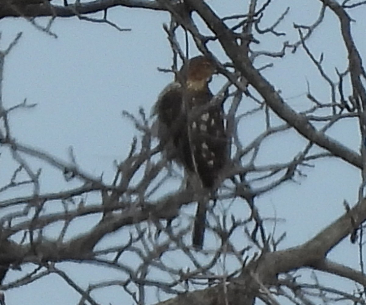Cooper's Hawk - ML644666954