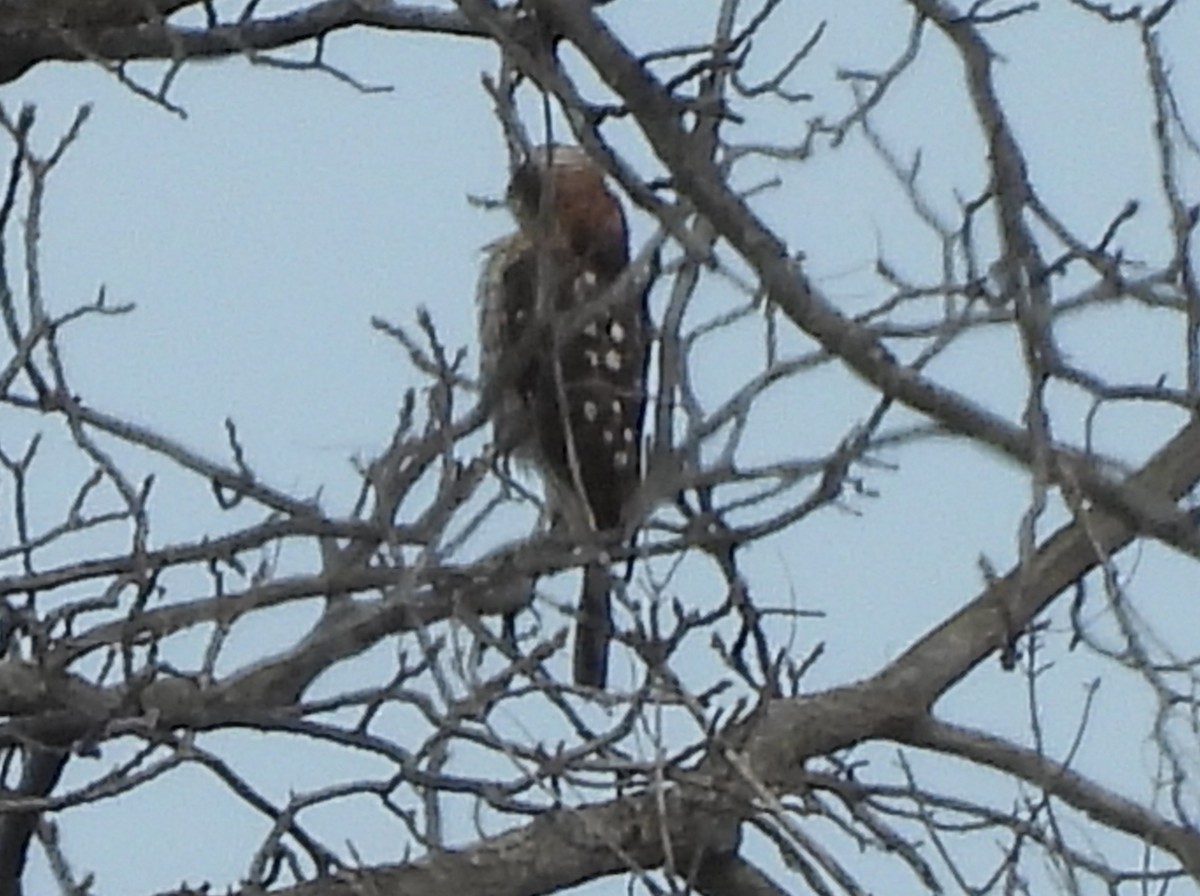 Cooper's Hawk - ML644666955