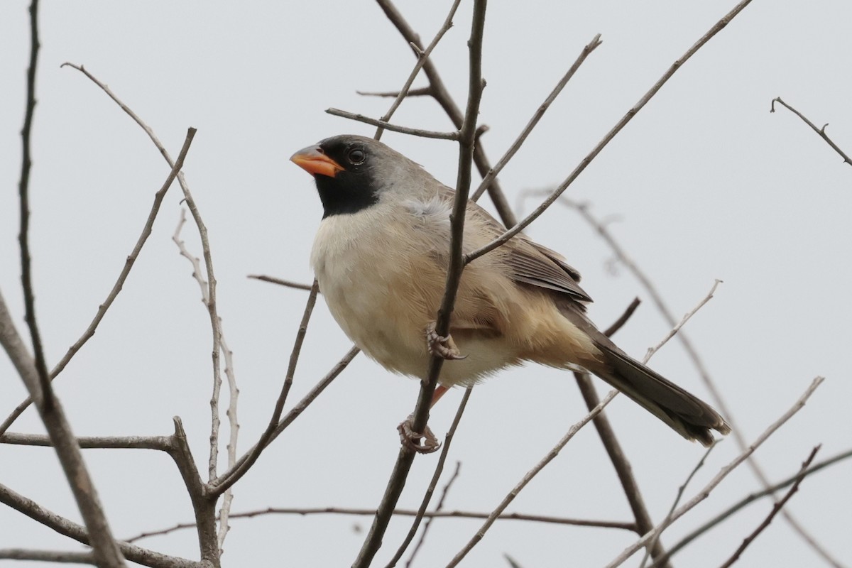 Black-throated Saltator - ML644666958