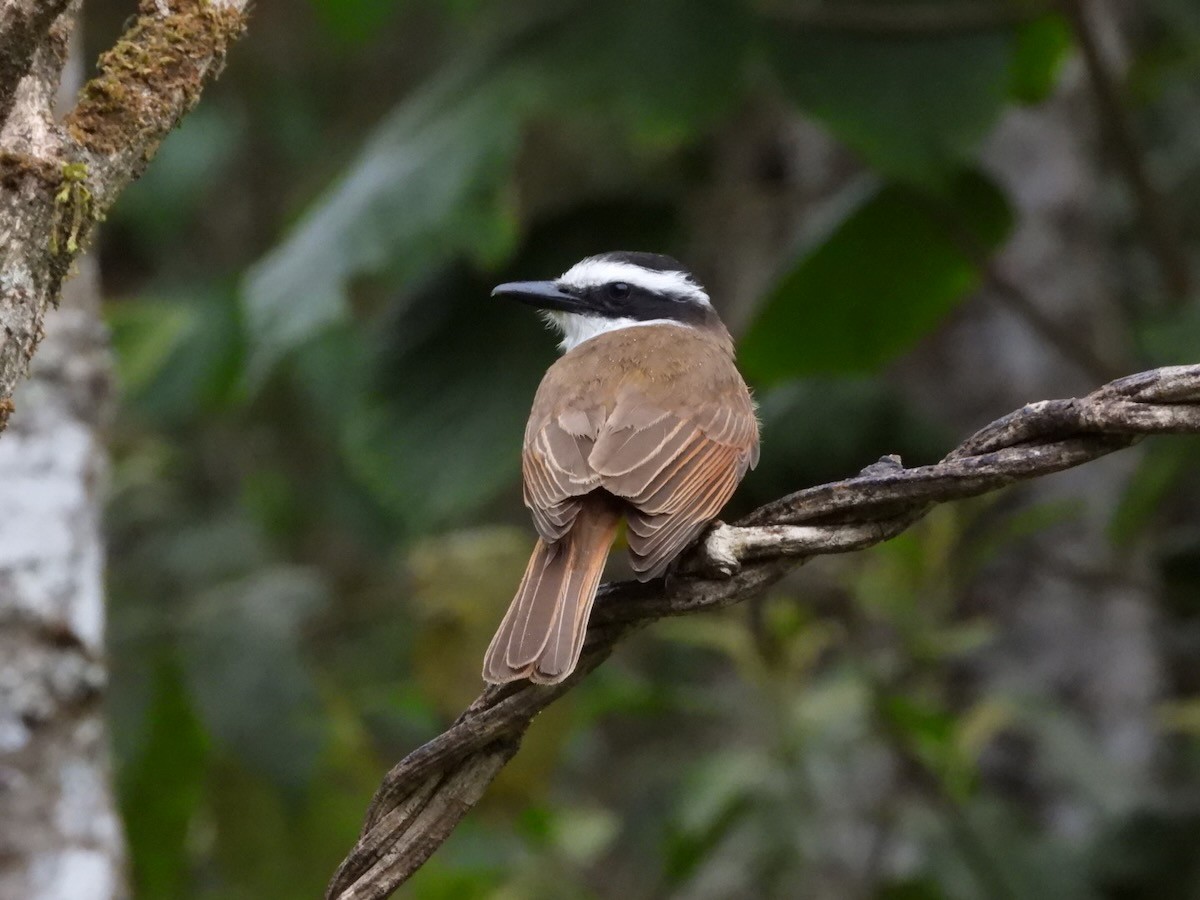 Great Kiskadee - ML644666961