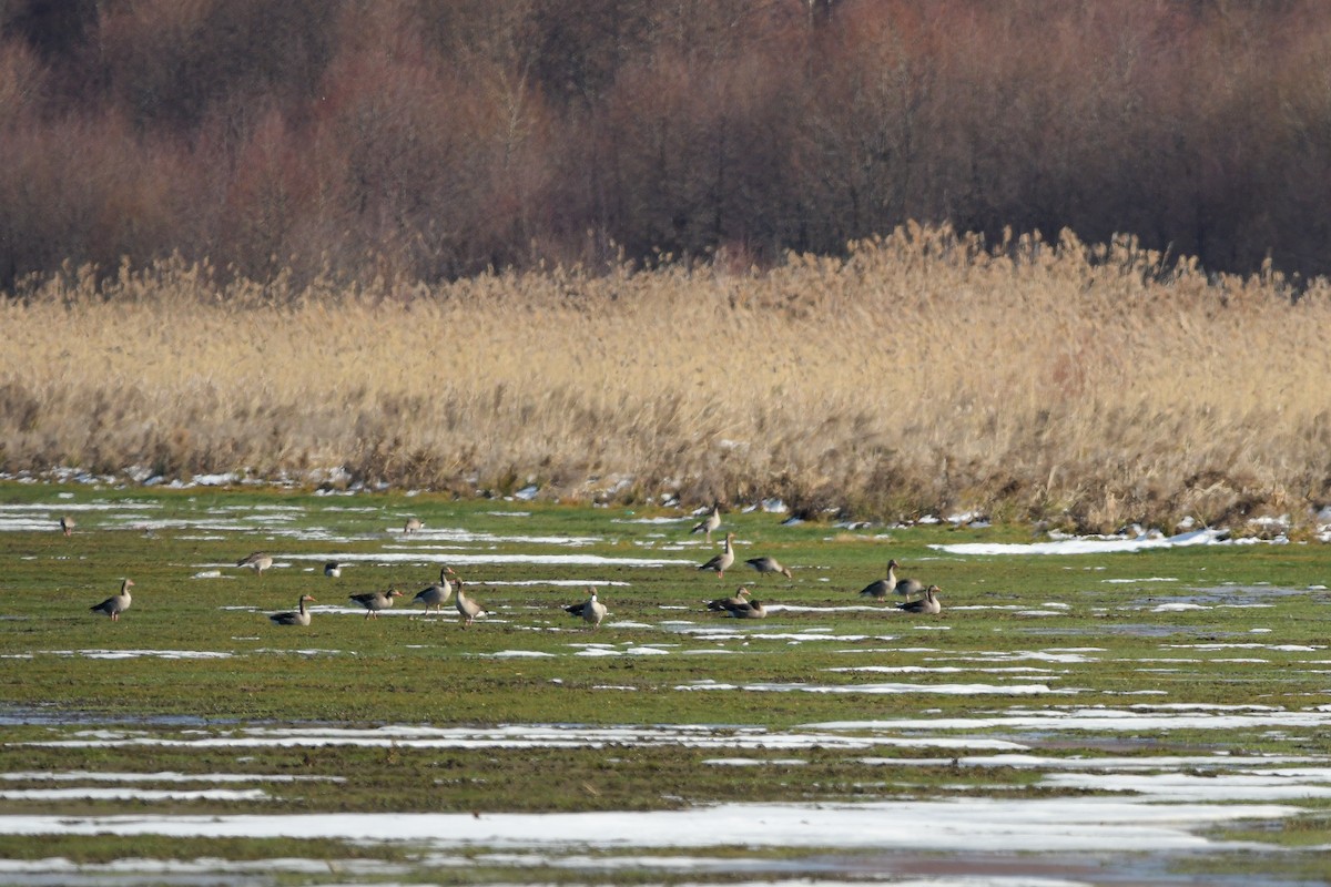 Graylag Goose - ML644666962