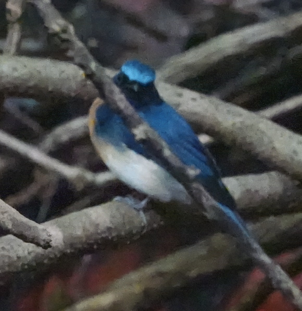 Blue-throated Flycatcher - ML644666963