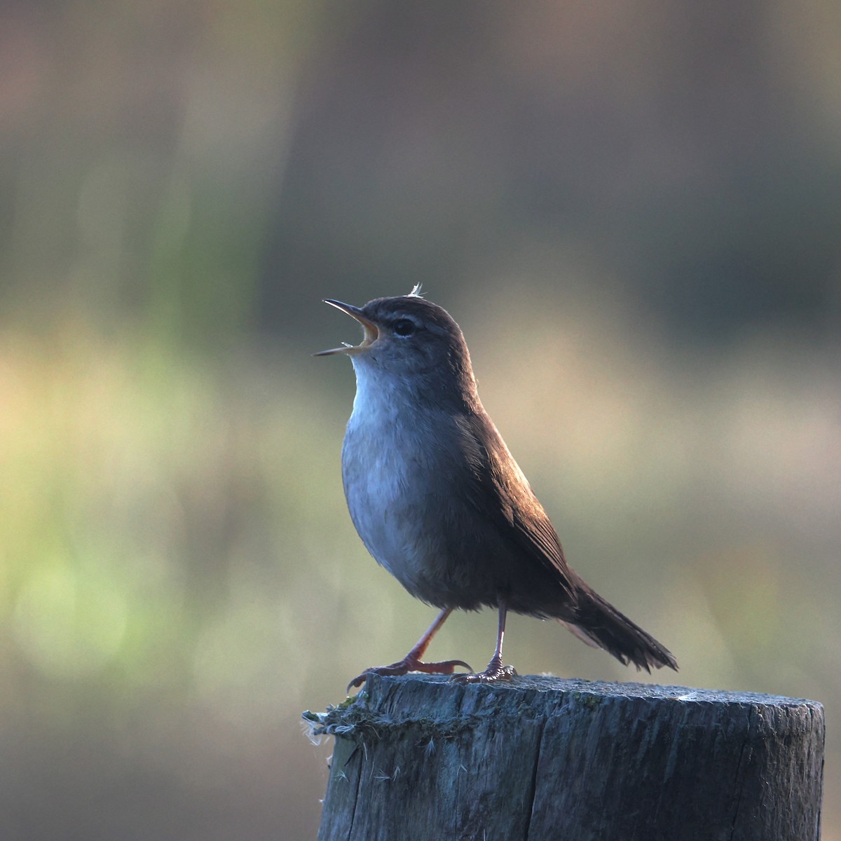 Cetti's Warbler - ML644666965