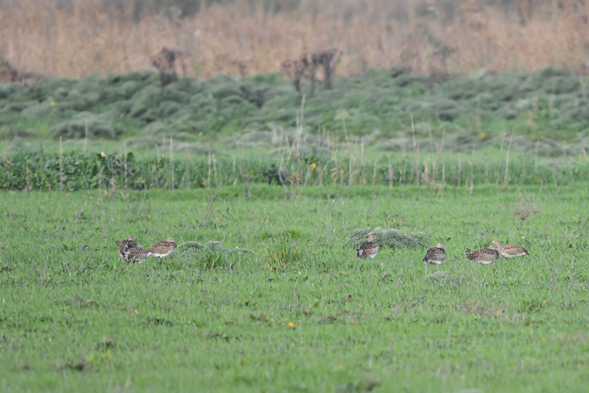 drop malý - ML644666982