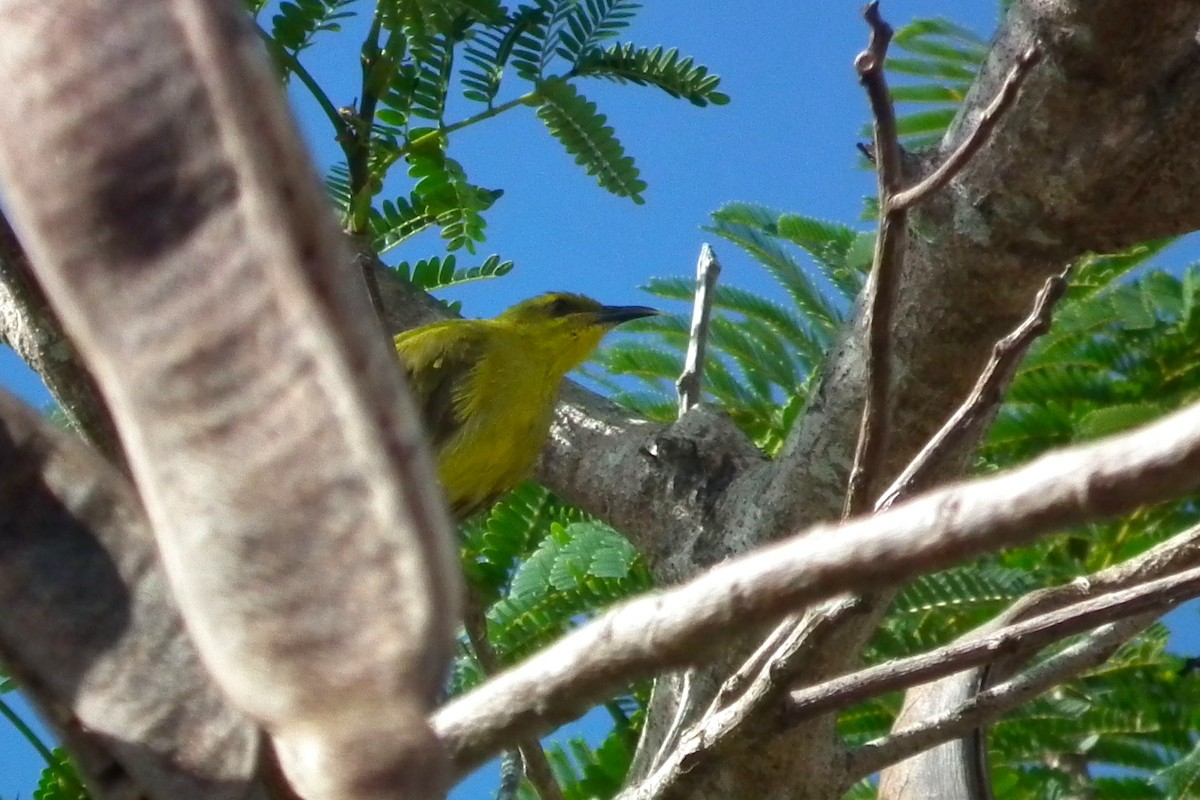 Yellow Honeyeater - ML644666988
