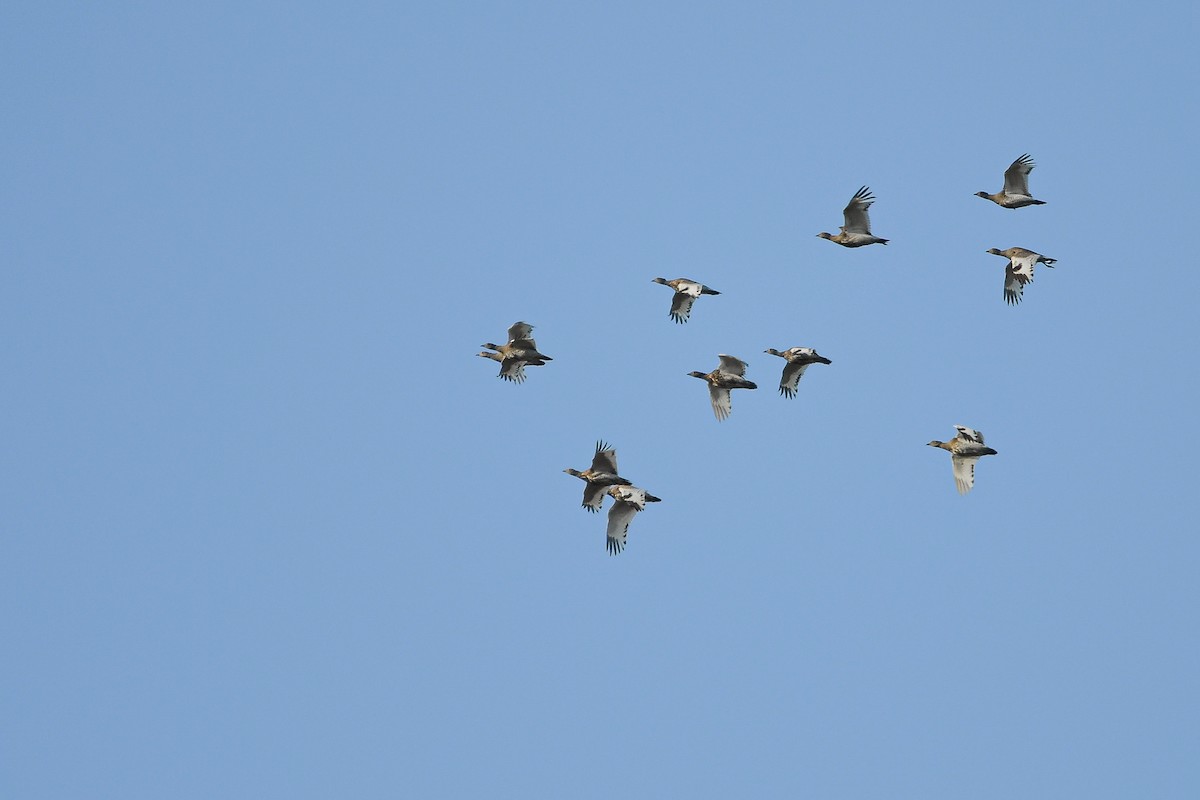 drop malý - ML644666997