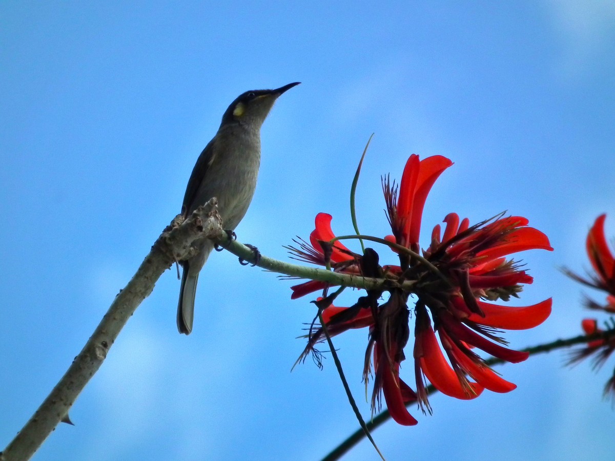 Yellow-spotted Honeyeater - ML644666998