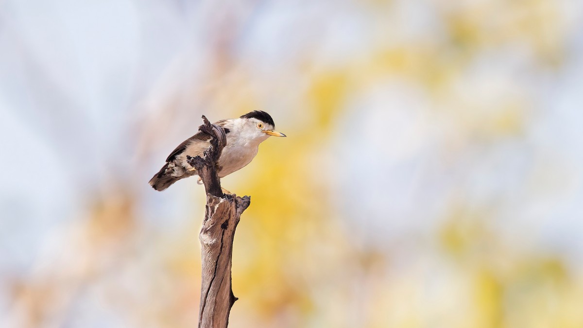 Varied Sittella - ML644667013