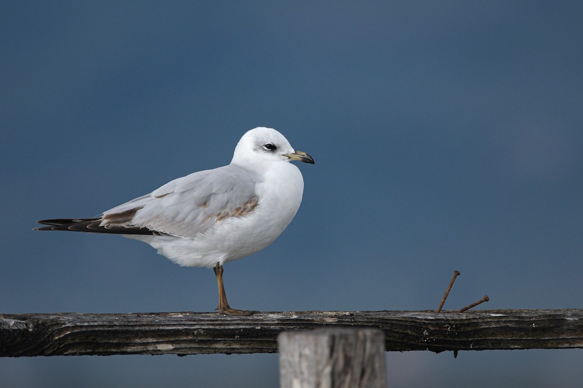 Mediterranean Gull - ML644667016