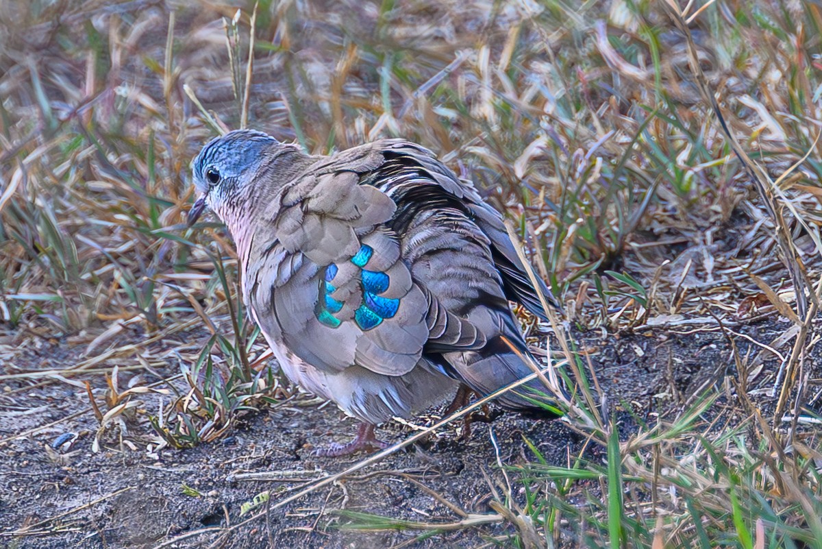 Bronzeflecktaube - ML644667017