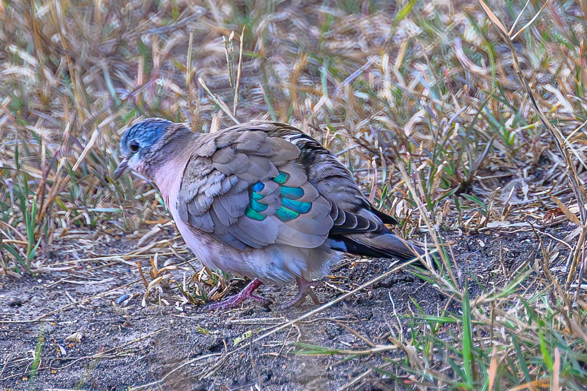 Bronzeflecktaube - ML644667018