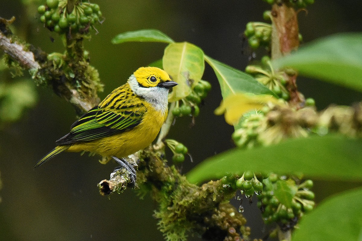 Silver-throated Tanager - ML644667019