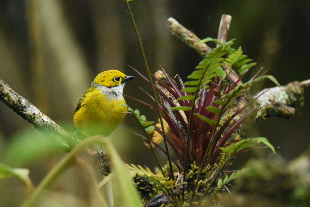 Silver-throated Tanager - ML644667020