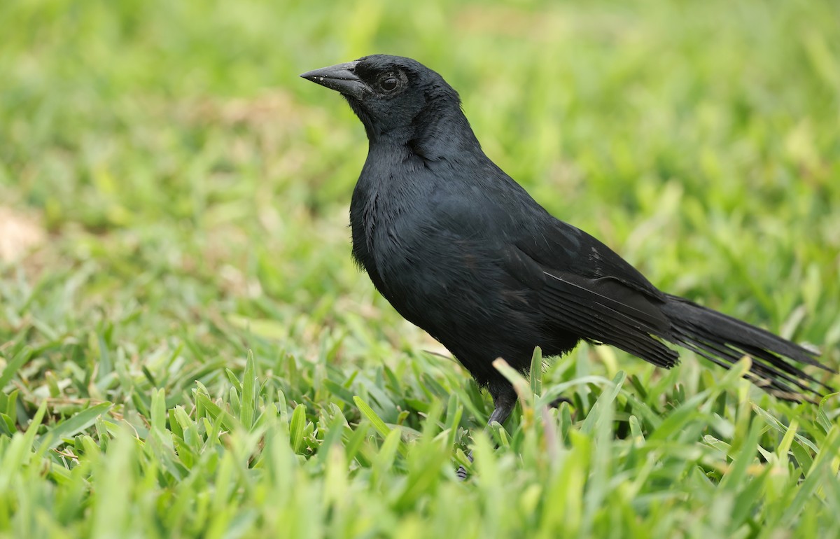 Scrub Blackbird - ML644667023