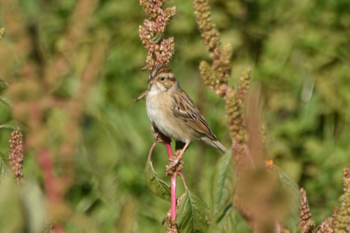 Clay-colored Sparrow - ML644667024