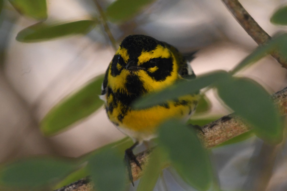 Townsend's Warbler - ML644667031