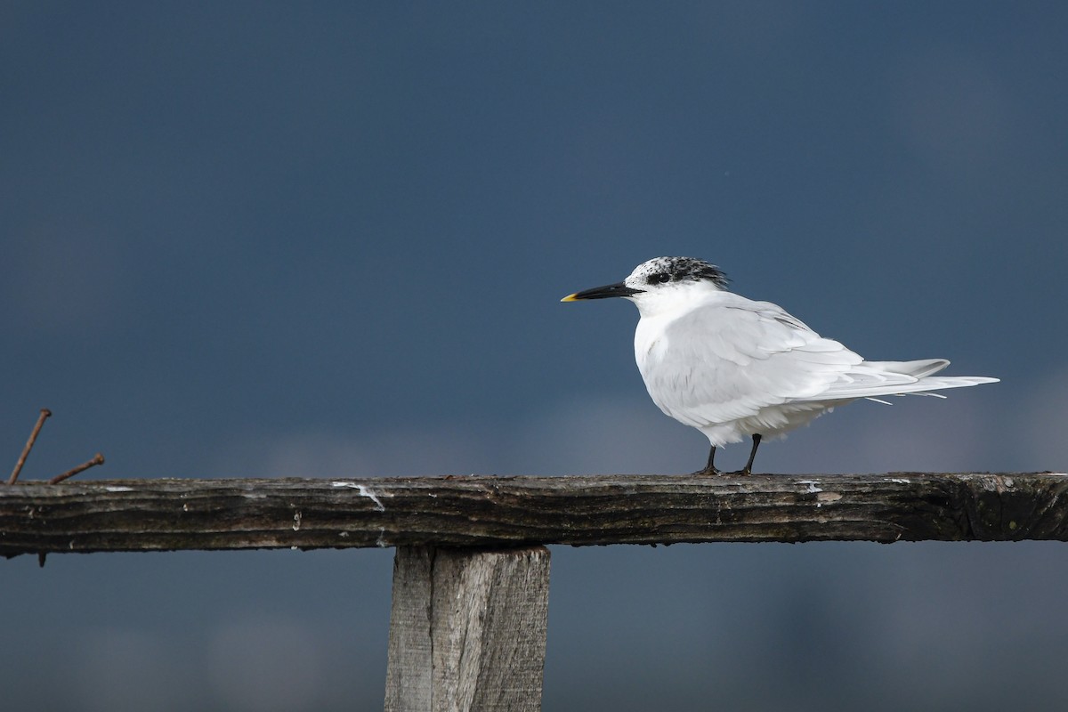 Sandwich Tern - ML644667039