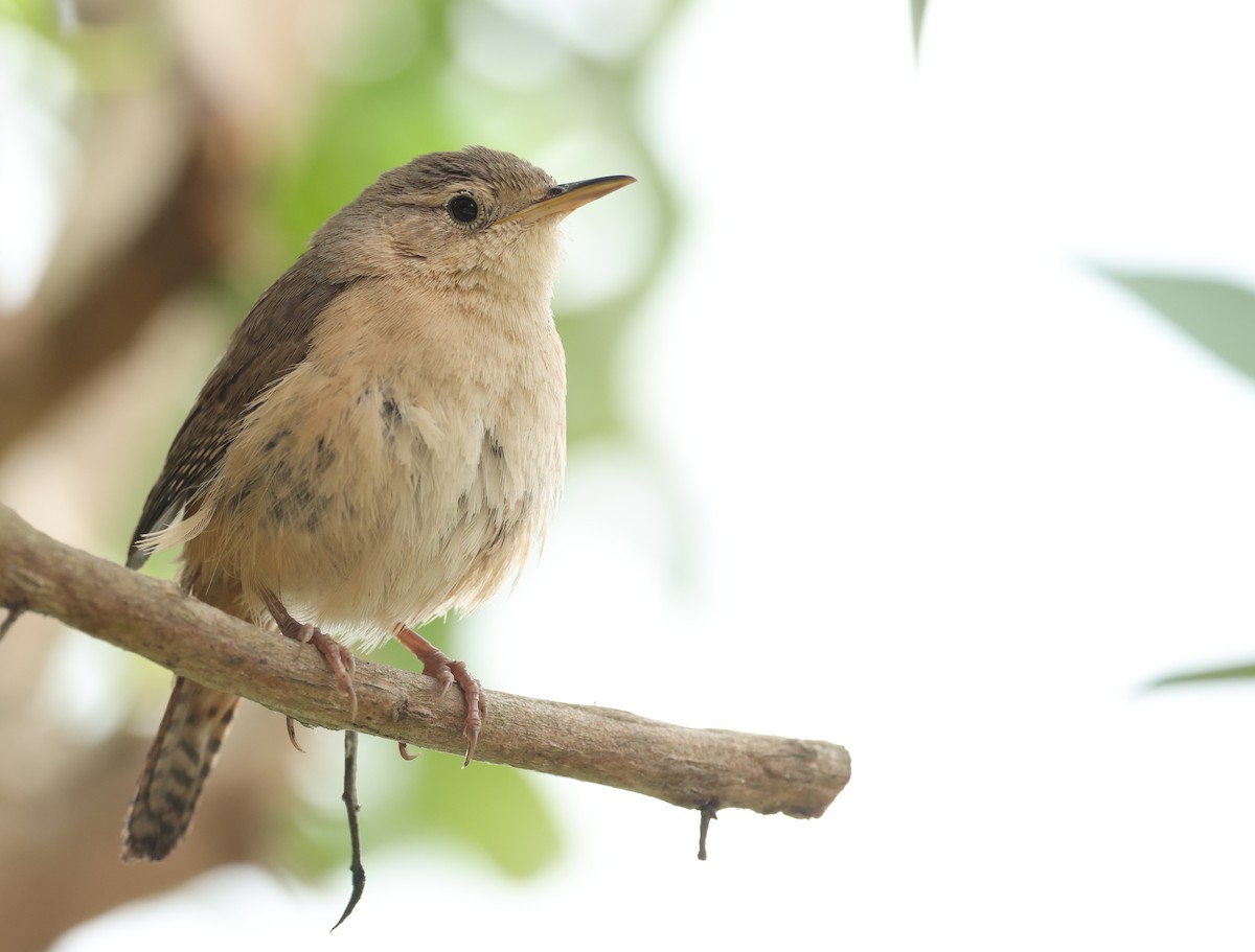 Southern House Wren - ML644667042