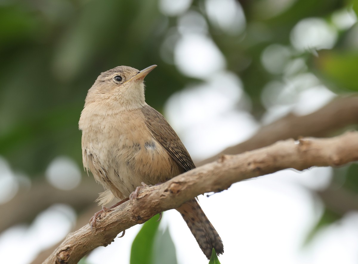 Southern House Wren - ML644667043