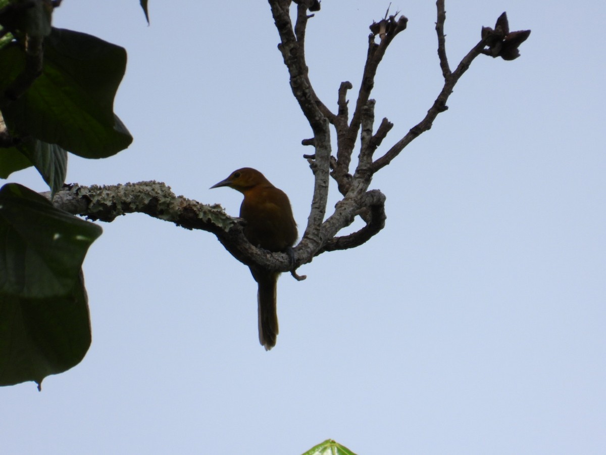 Puerto-Rico-Trupial - ML644667058