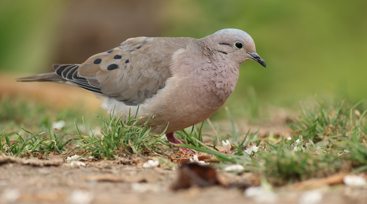 hrdlička černouchá - ML644667059