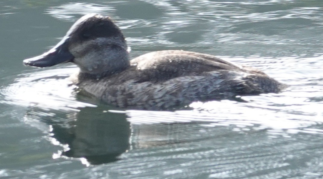 Савка американська - ML644667062