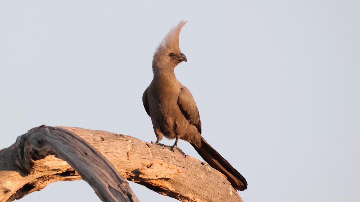 Touraco concolore - ML644667063