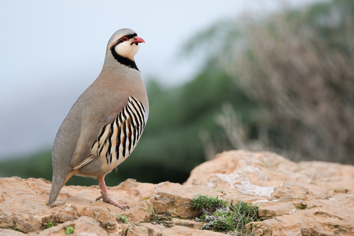 Chukar - ML644667082