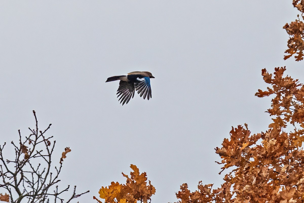 カケス - ML644667086