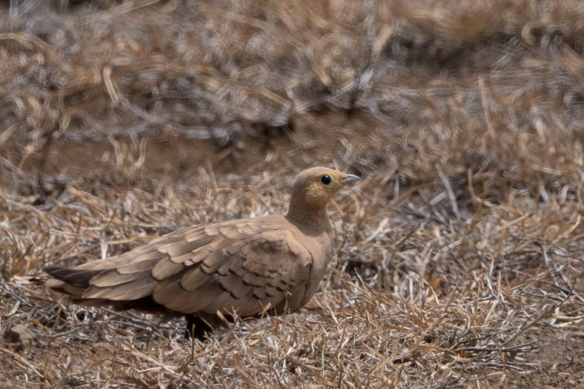 Chestnut-bellied Sandgrouse - ML644667087