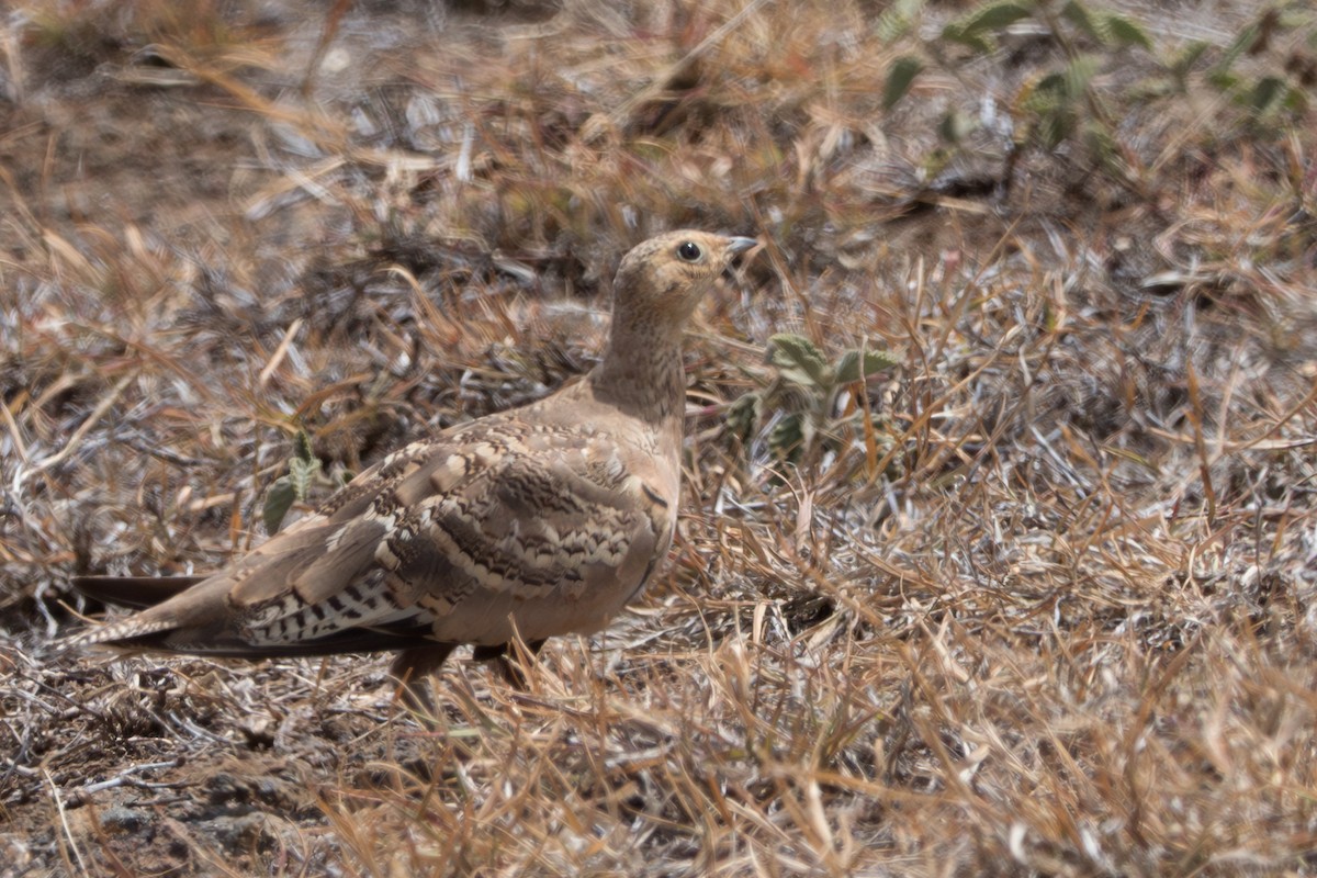 Chestnut-bellied Sandgrouse - ML644667088