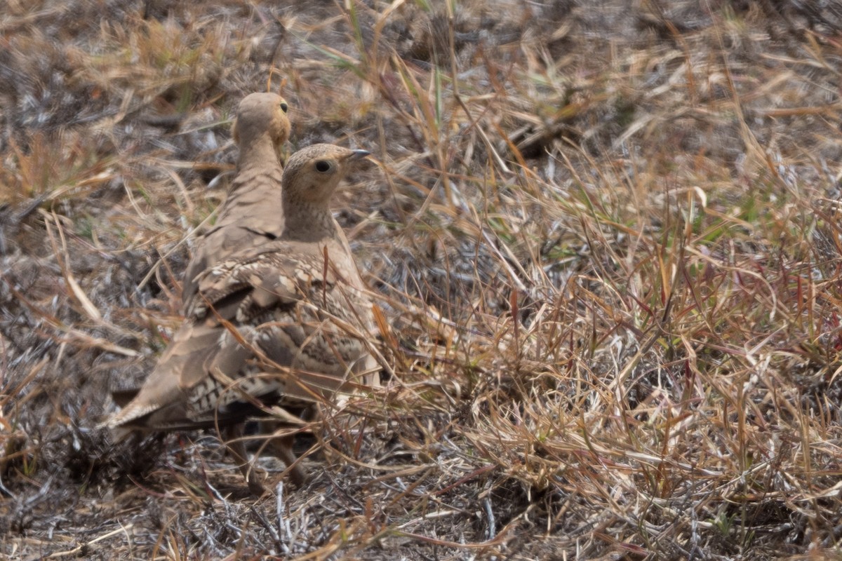 Chestnut-bellied Sandgrouse - ML644667089
