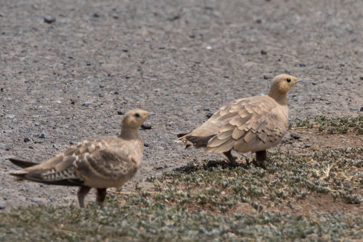 Chestnut-bellied Sandgrouse - ML644667090