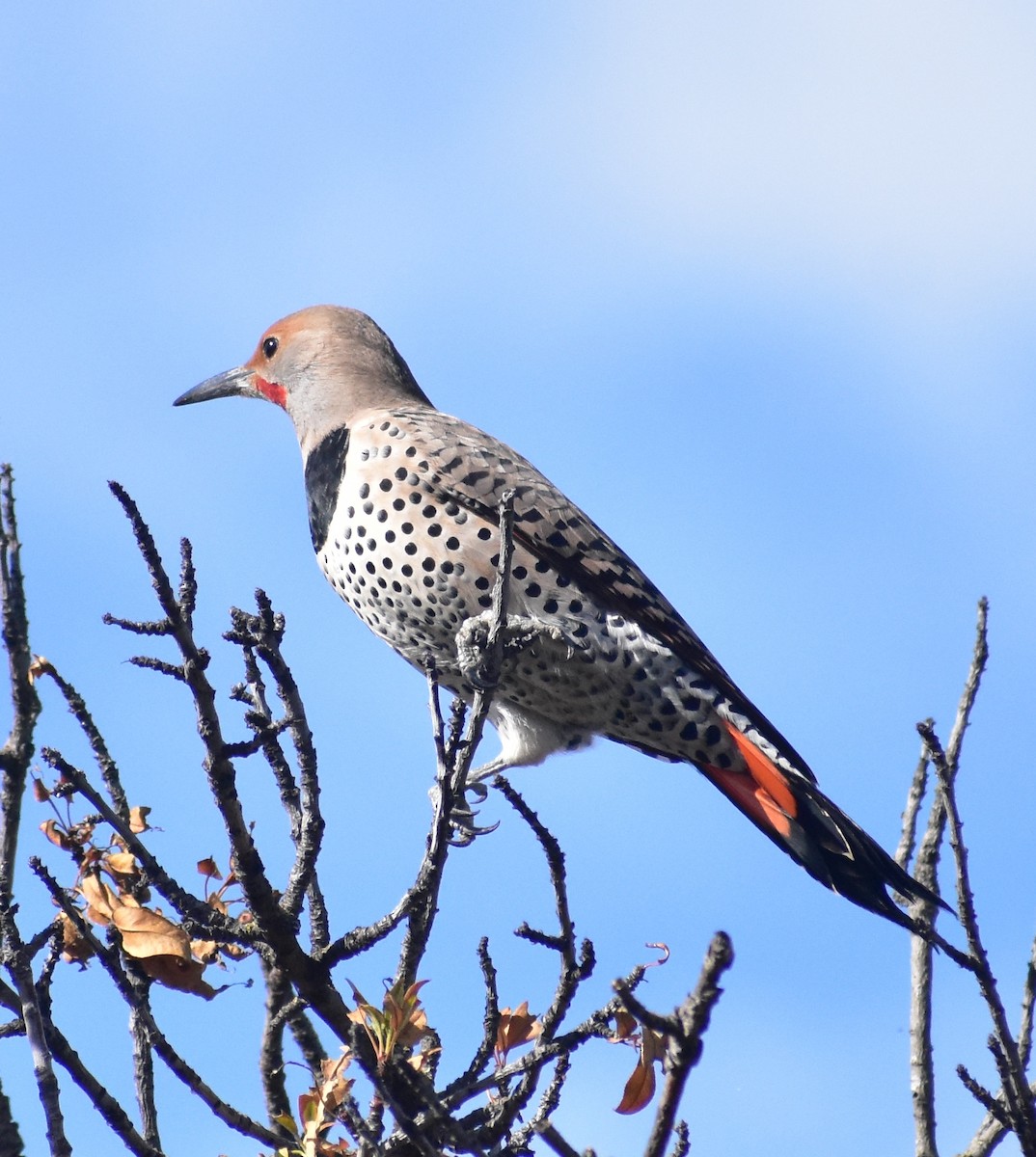 Northern Flicker - ML644667093