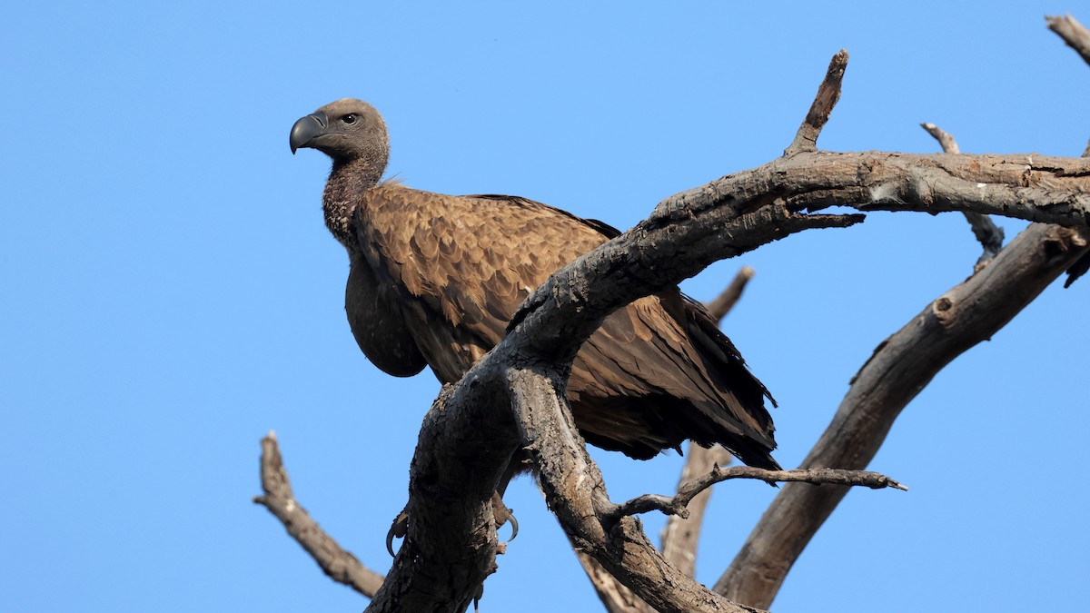 Buitre Dorsiblanco Africano - ML644667094