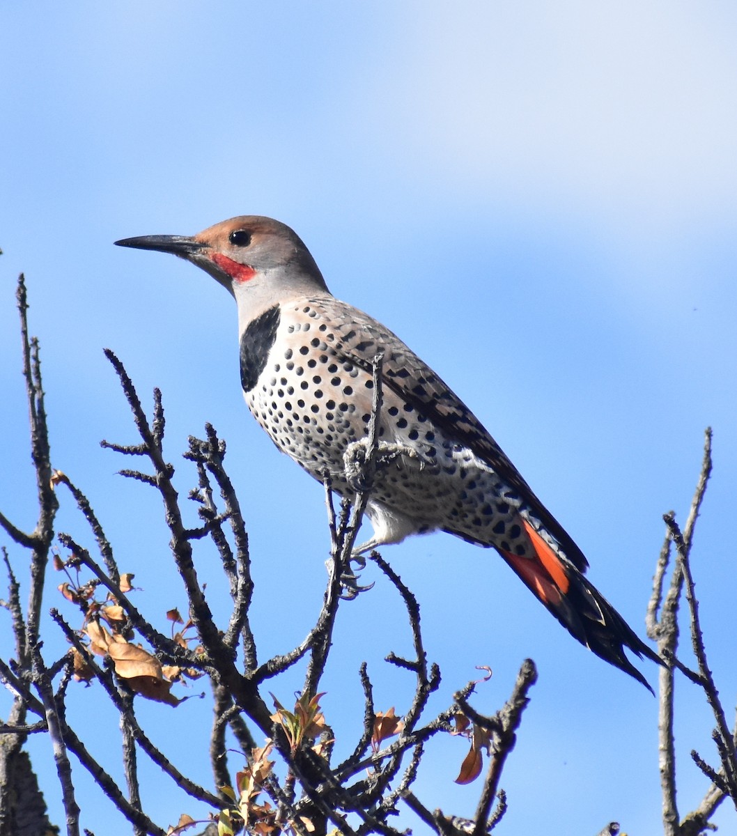 Northern Flicker - ML644667099