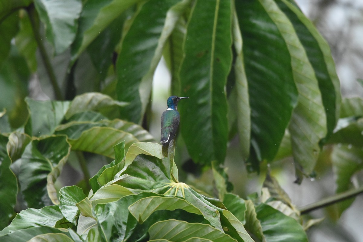 White-necked Jacobin - ML644667101