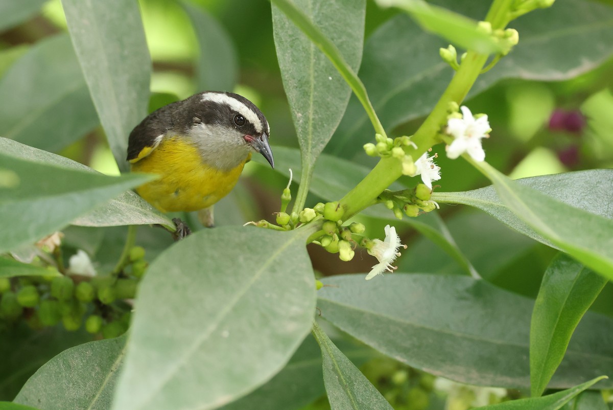 Bananaquit - ML644667112