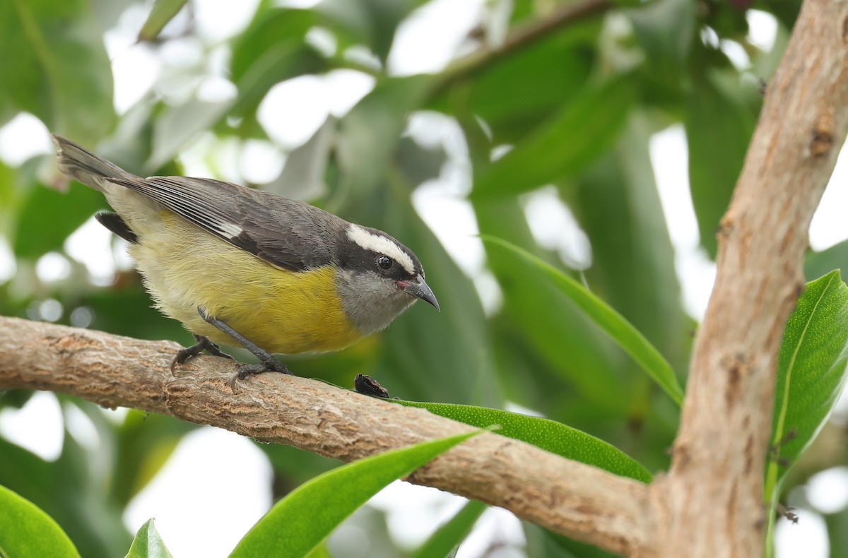 Bananaquit - ML644667113