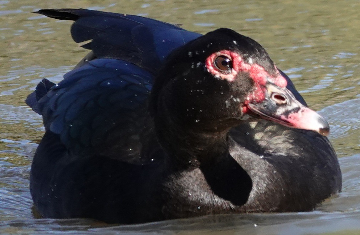 ノバリケン（家畜） - ML644667114