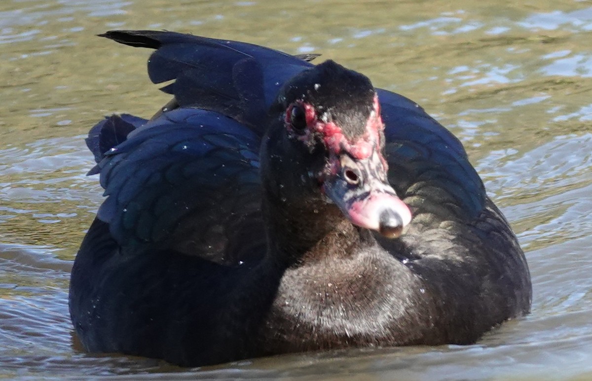 ノバリケン（家畜） - ML644667115