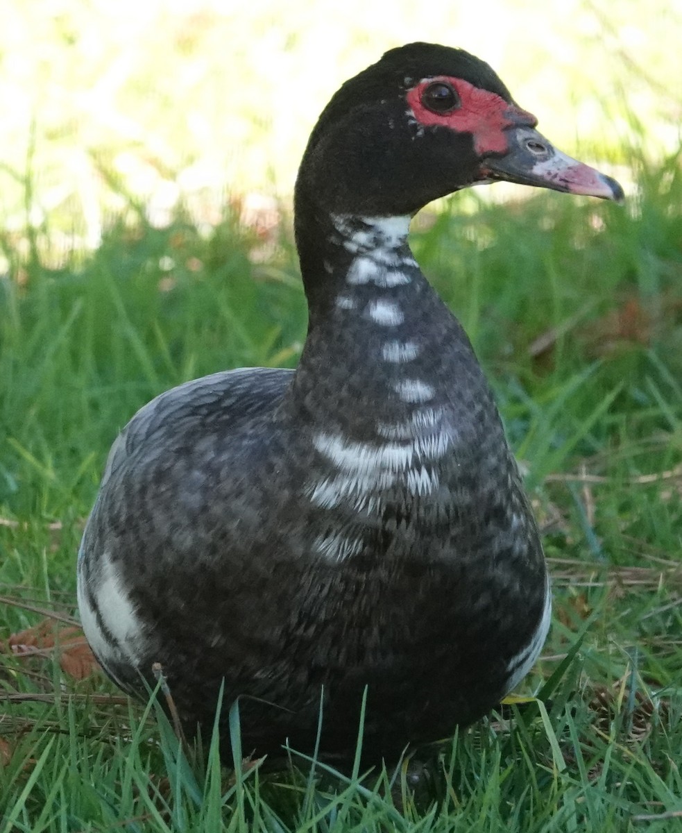 ノバリケン（家畜） - ML644667116