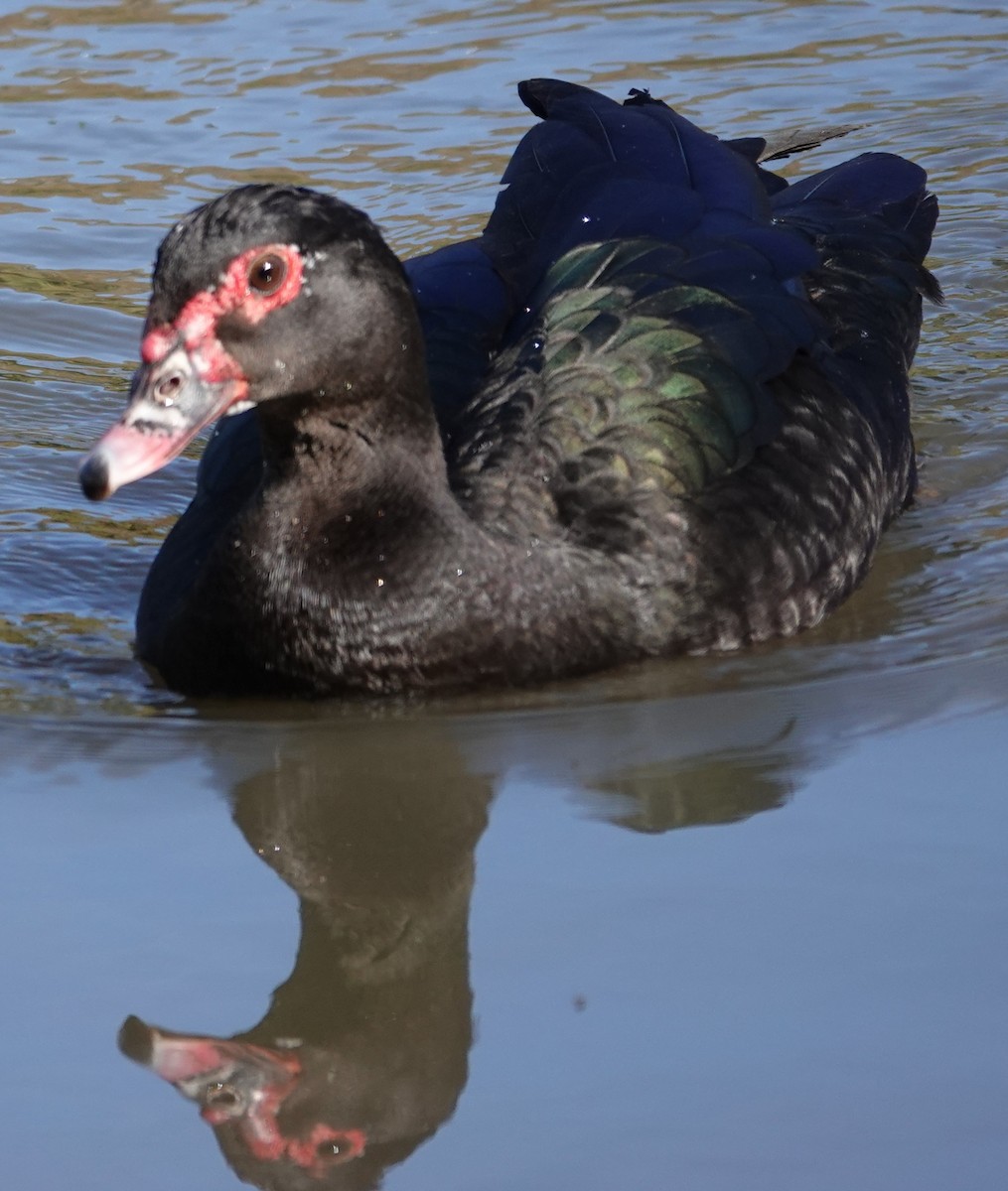 ノバリケン（家畜） - ML644667117