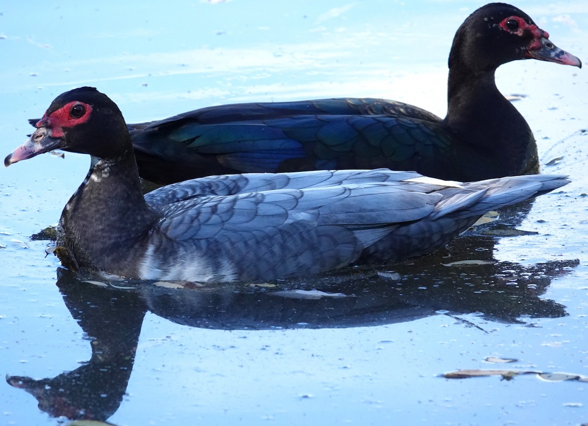 ノバリケン（家畜） - ML644667118