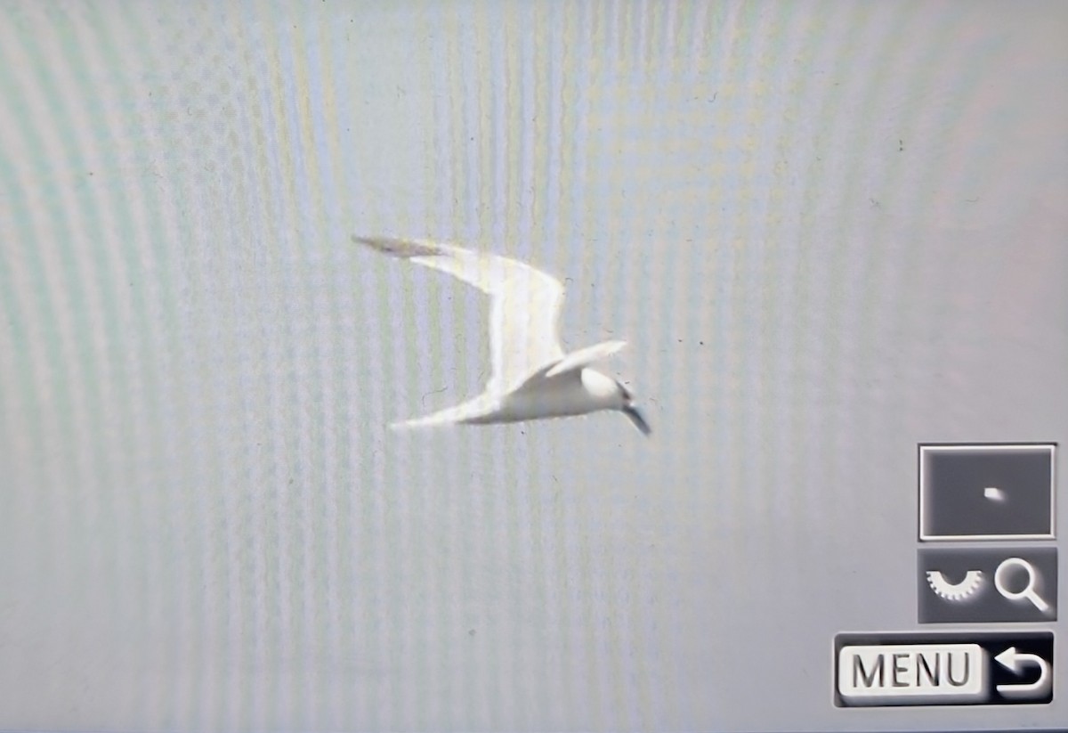 Sandwich Tern (Eurasian) - ML644667120