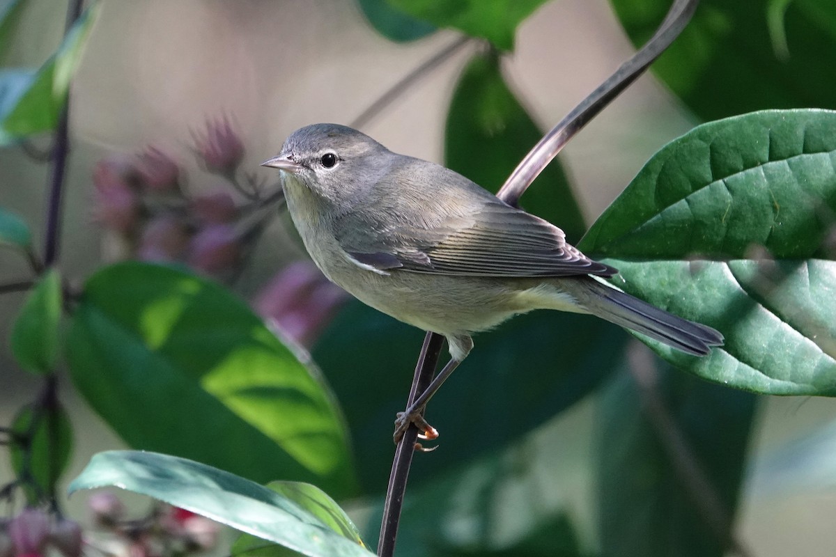 Orange-crowned Warbler - ML644667123