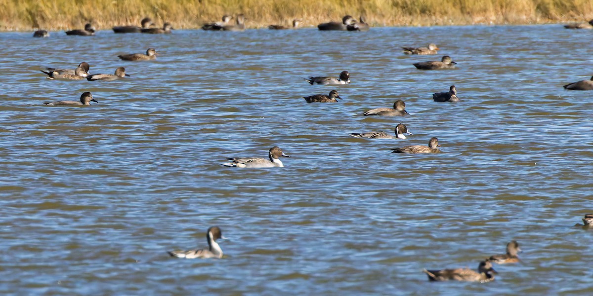 Northern Pintail - ML644667124