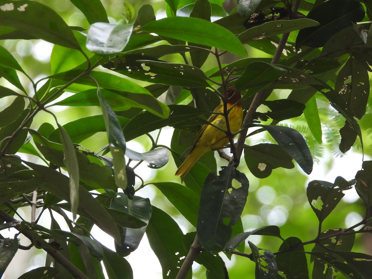Mangrove Yellow Warbler - ML644667126
